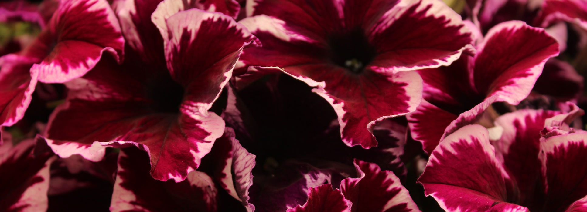 Wholesale Annual Plants Taylor Made Growers